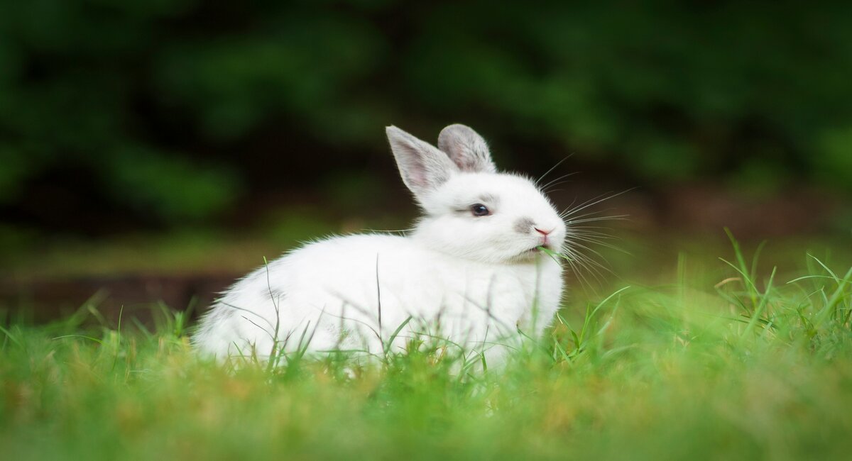 Easter bunny delivers several term deposit rate hikes